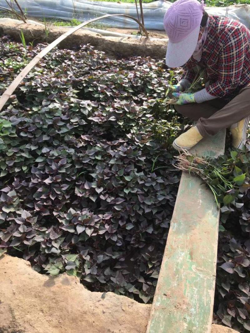 出售红薯苗，西瓜红，杠一九