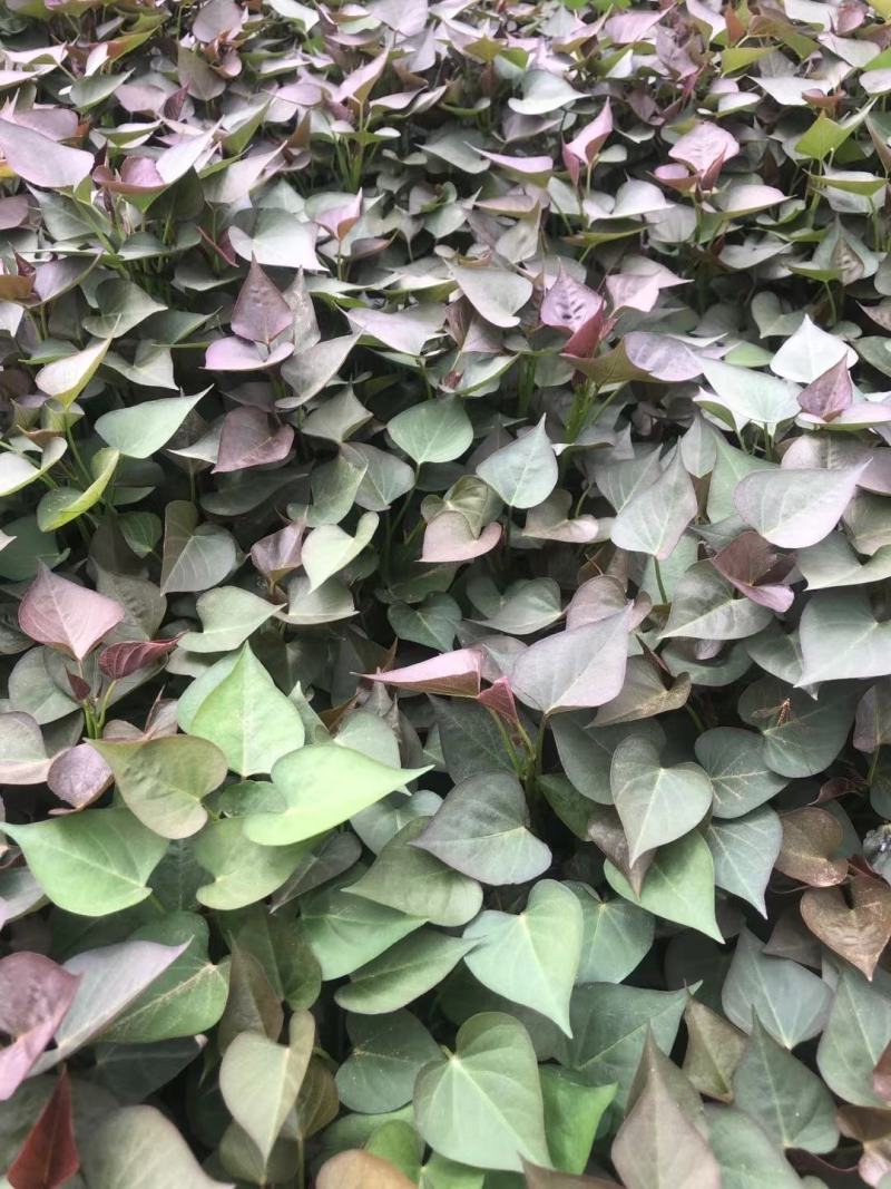 出售红薯苗，西瓜红，杠一九