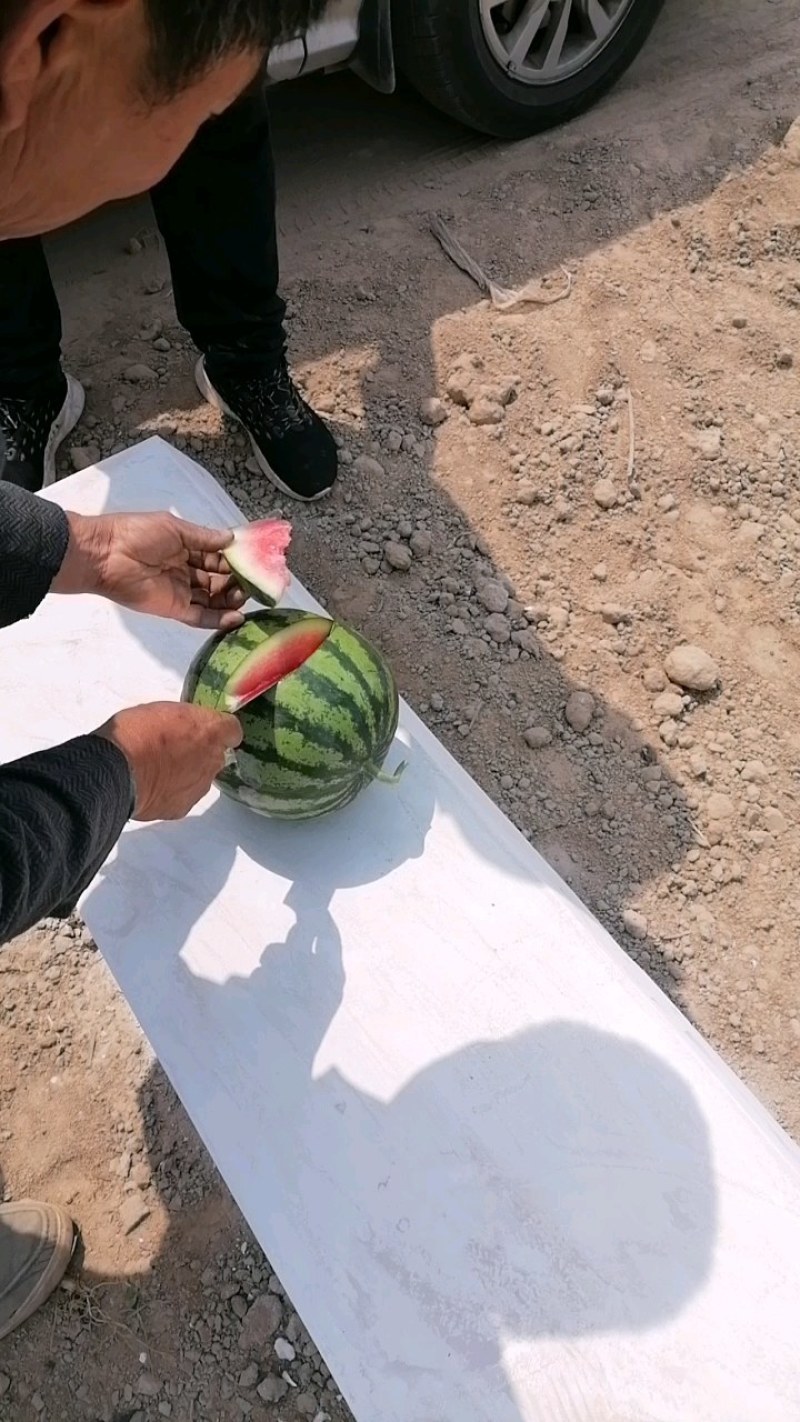 早春红玉西瓜产地直发量大从优欢迎咨询