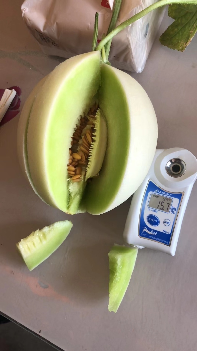 山东聊城莘县玉菇甜瓜，大量现货高糖度高品质，专业代收