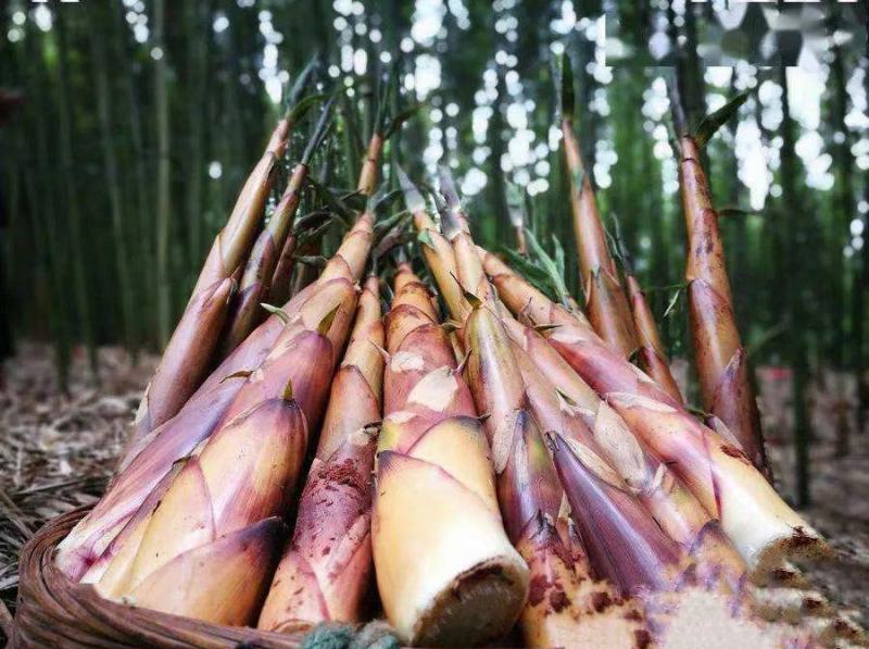 沐川新鲜高山苦笋，现挖现卖！每天都是新鲜货！土特产