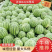 【精品8424西瓜】8斤打底头茬产地直销大量上市