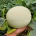 山东聊城莘县玉菇甜瓜，大量现货高糖度高品质，专业代收
