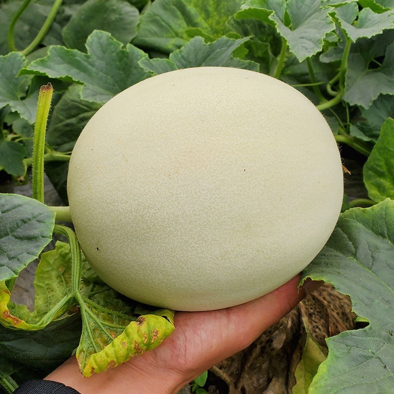 山东聊城莘县玉菇甜瓜，大量现货高糖度高品质，专业代收