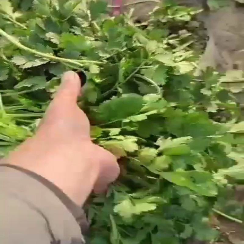 长年供应，脱水香菜，价格公道，量大