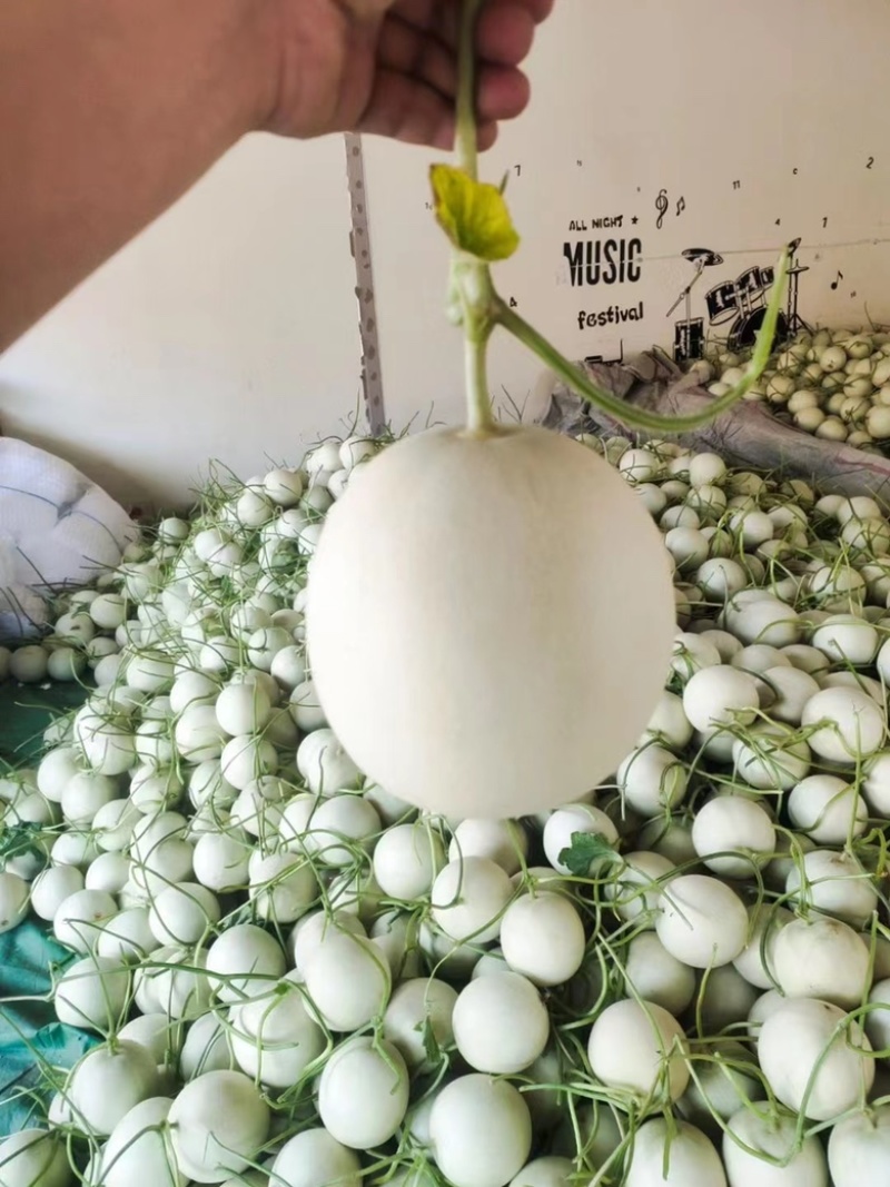 山东聊城莘县玉菇甜瓜，大量现货高糖度高品质，专业代收
