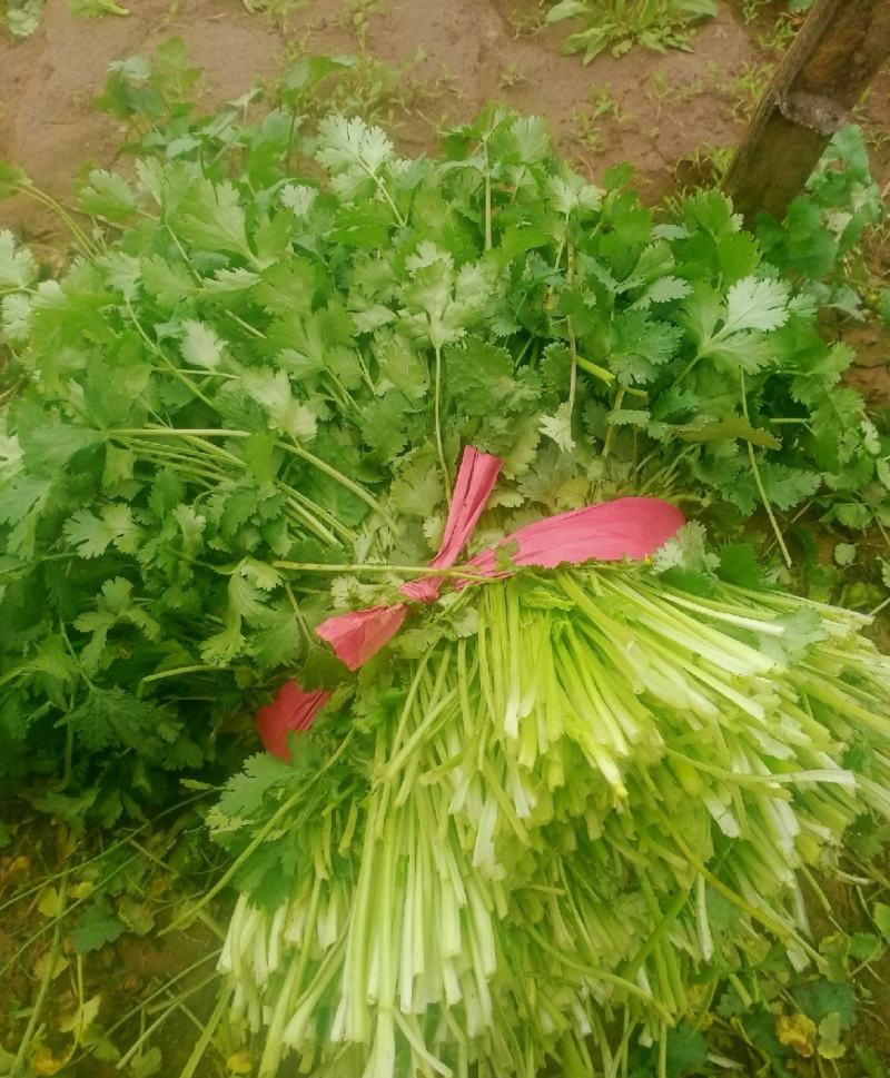 长年供应，脱水香菜，价格公道，量大