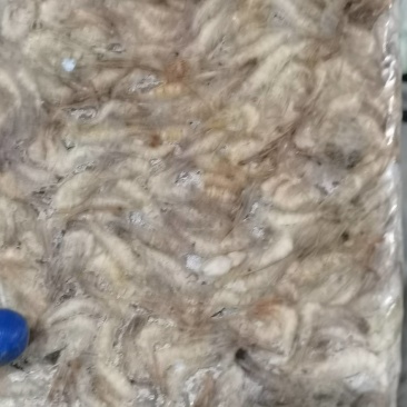 各种规格速冻河虾质量保证