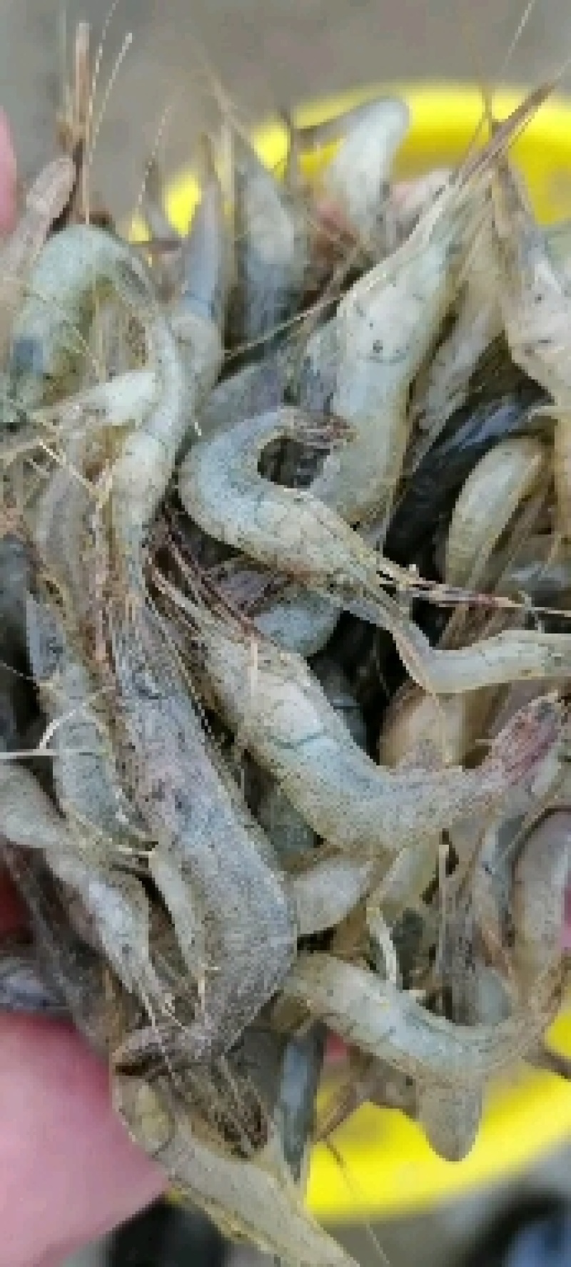 各种规格速冻河虾质量保证