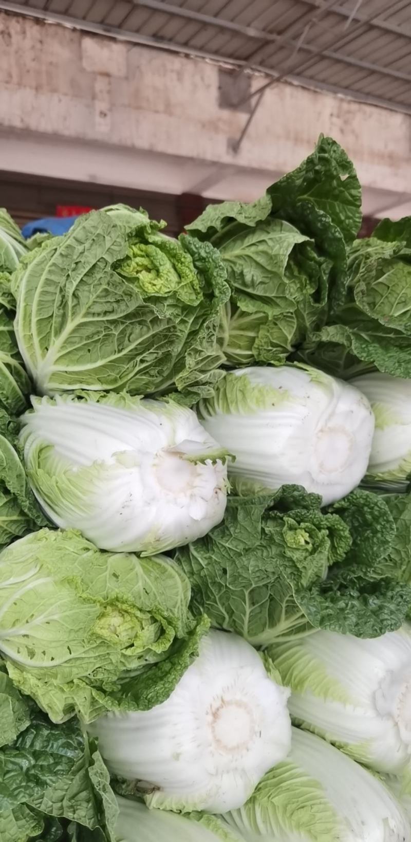 中棚黄心大白菜无虫无病害，有需要的客户及时联系。