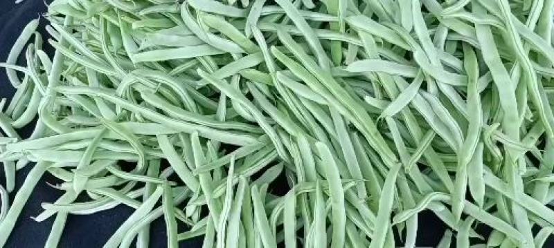 ，白不老芸豆，产地直供，货源充足，优等蔬菜，对接全国