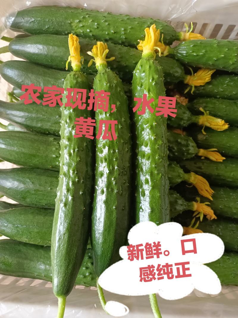 申青鲜花黄瓜，新鲜发货。大量有货。供应全国。不断货，