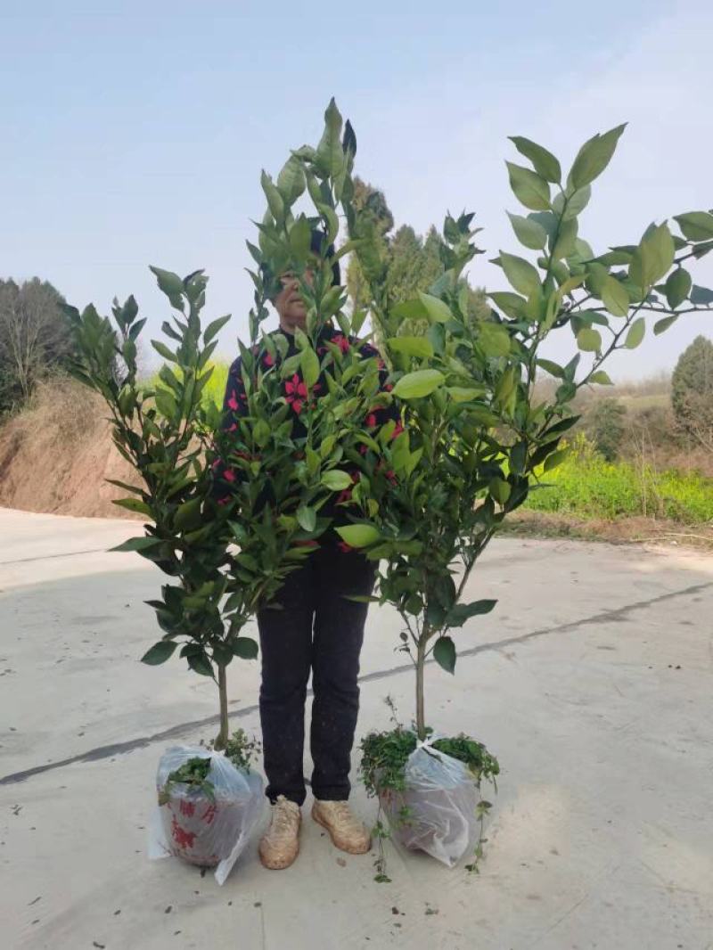 黄美人柑橘苗，糖度高，易薄皮，好管理。