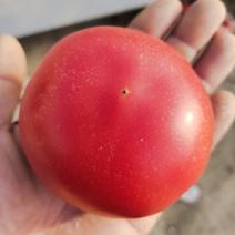 山东菏泽西红柿，产地直发，货源充足，欢迎实力客户选购
