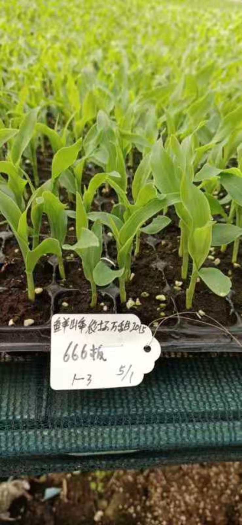 玉米苗——苗场直供，无中间商，基质土培育，穴盘苗