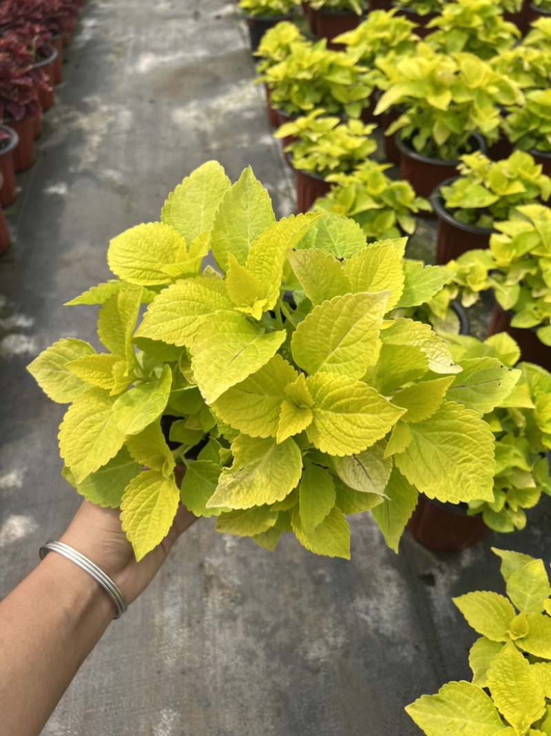 180#彩叶草基地大量生产量大私聊