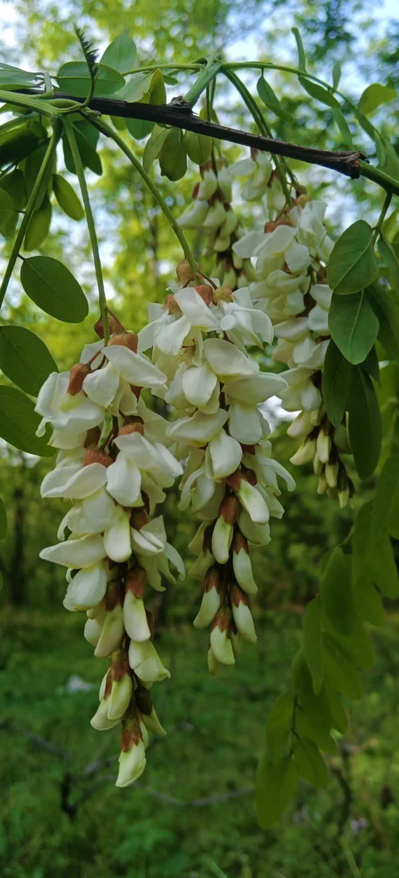 脱水槐花