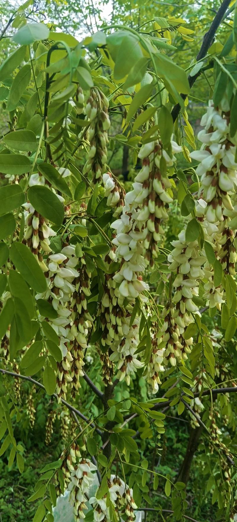 脱水槐花