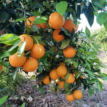 热销精品夏橙伦晚脐橙产地实力代办果园鲜果直供
