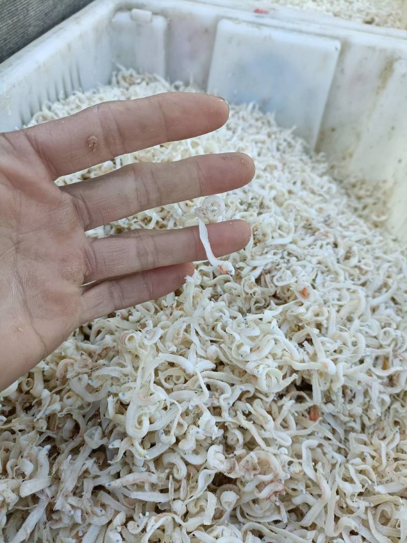 面鱼，一手货源，油炸，直接吃都可以