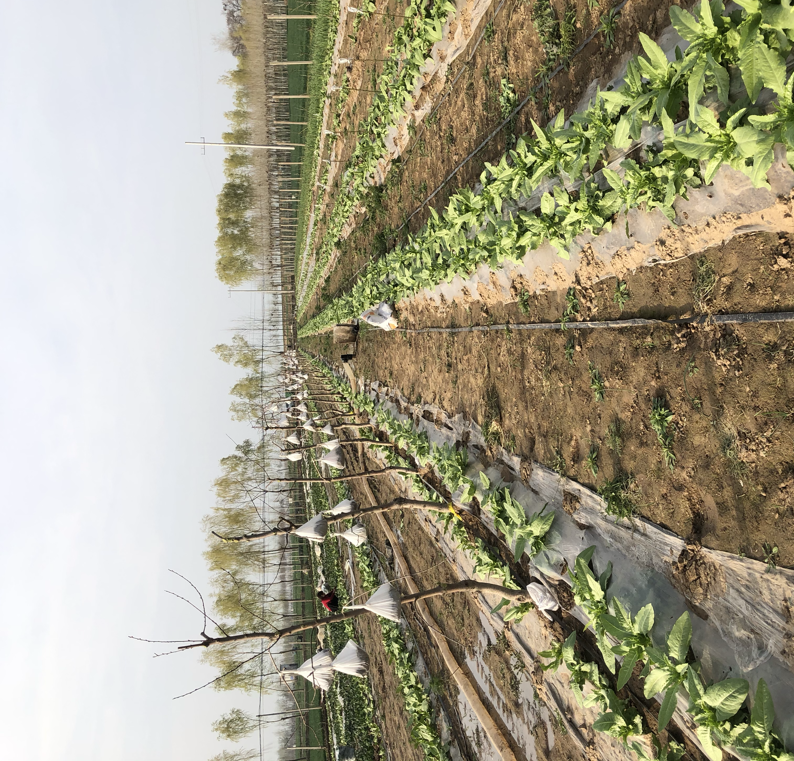 遮光栽培的白莴苣田间实景