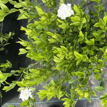 2加仑栀子花基地大量生产量大私聊