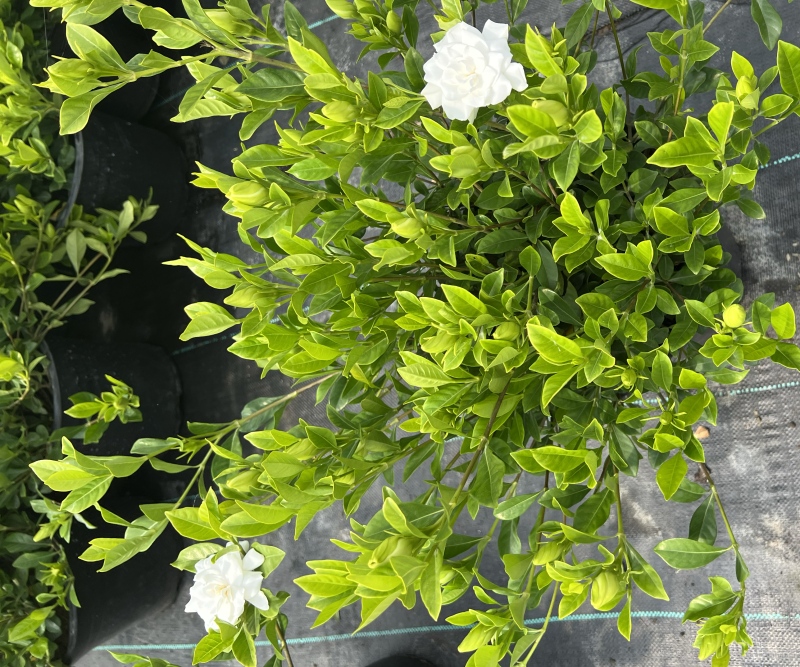2加仑栀子花基地大量生产量大私聊