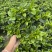 2加仑栀子花基地大量生产量大私聊