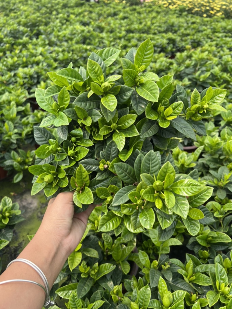 2加仑栀子花基地大量生产量大私聊
