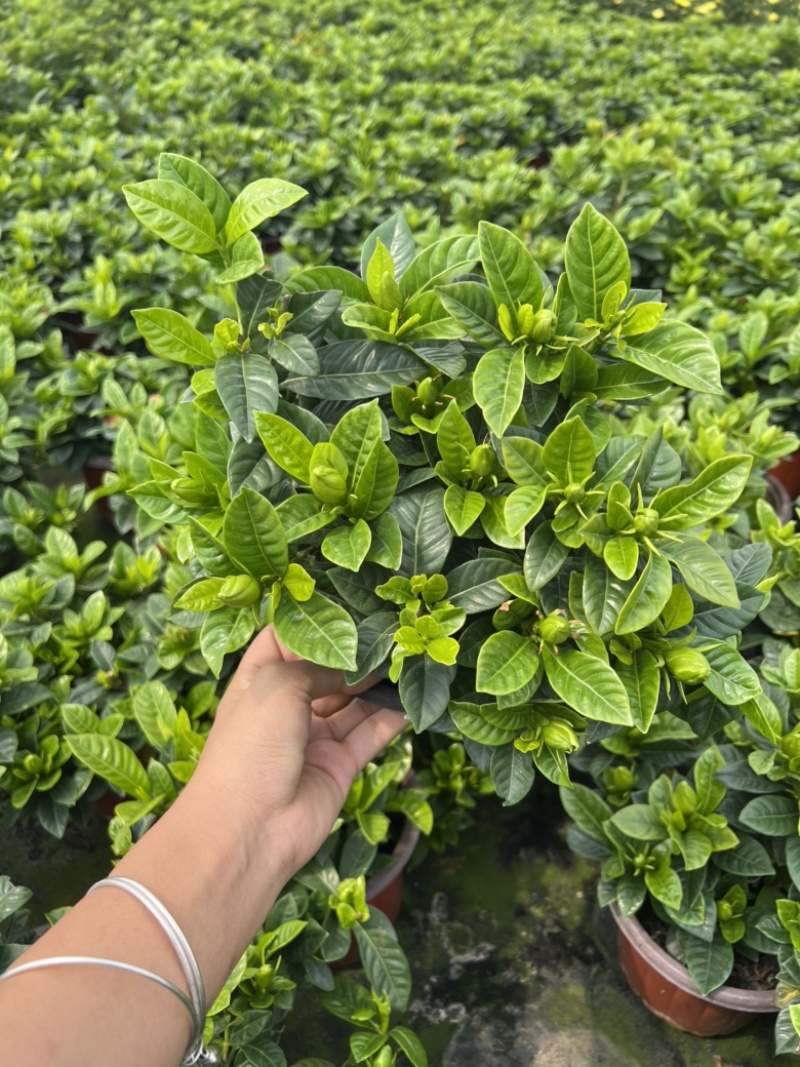 2加仑栀子花基地大量生产量大私聊
