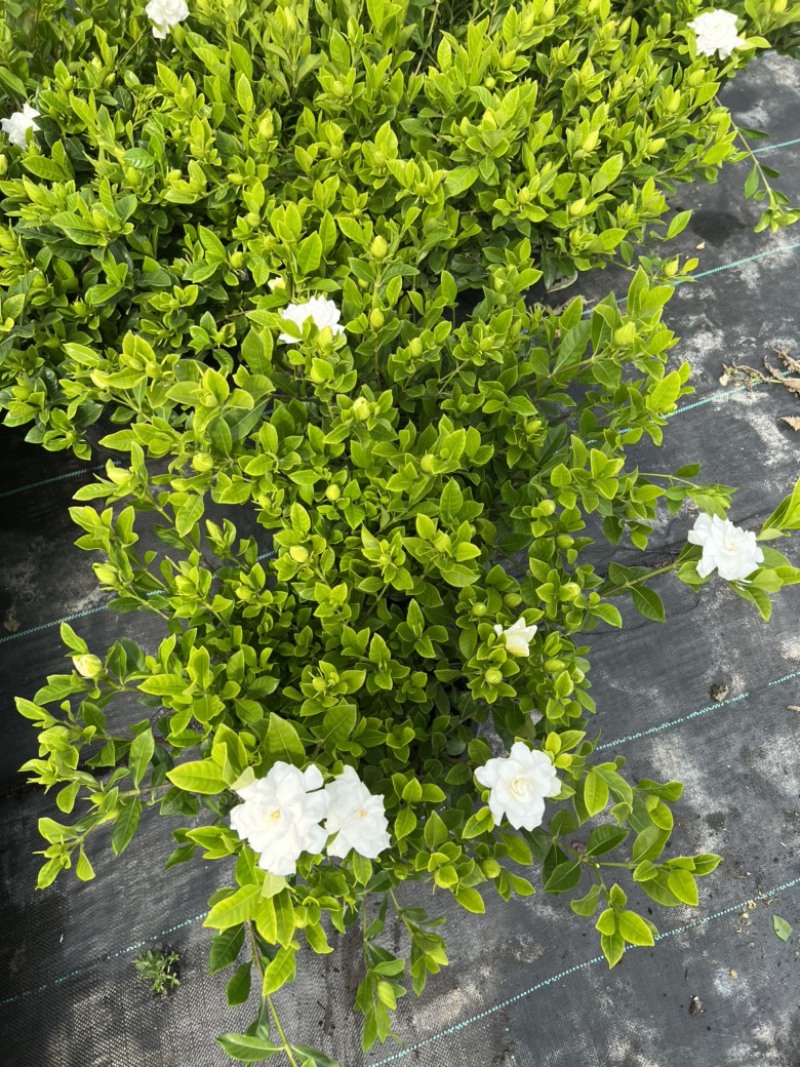 2加仑栀子花基地大量生产量大私聊