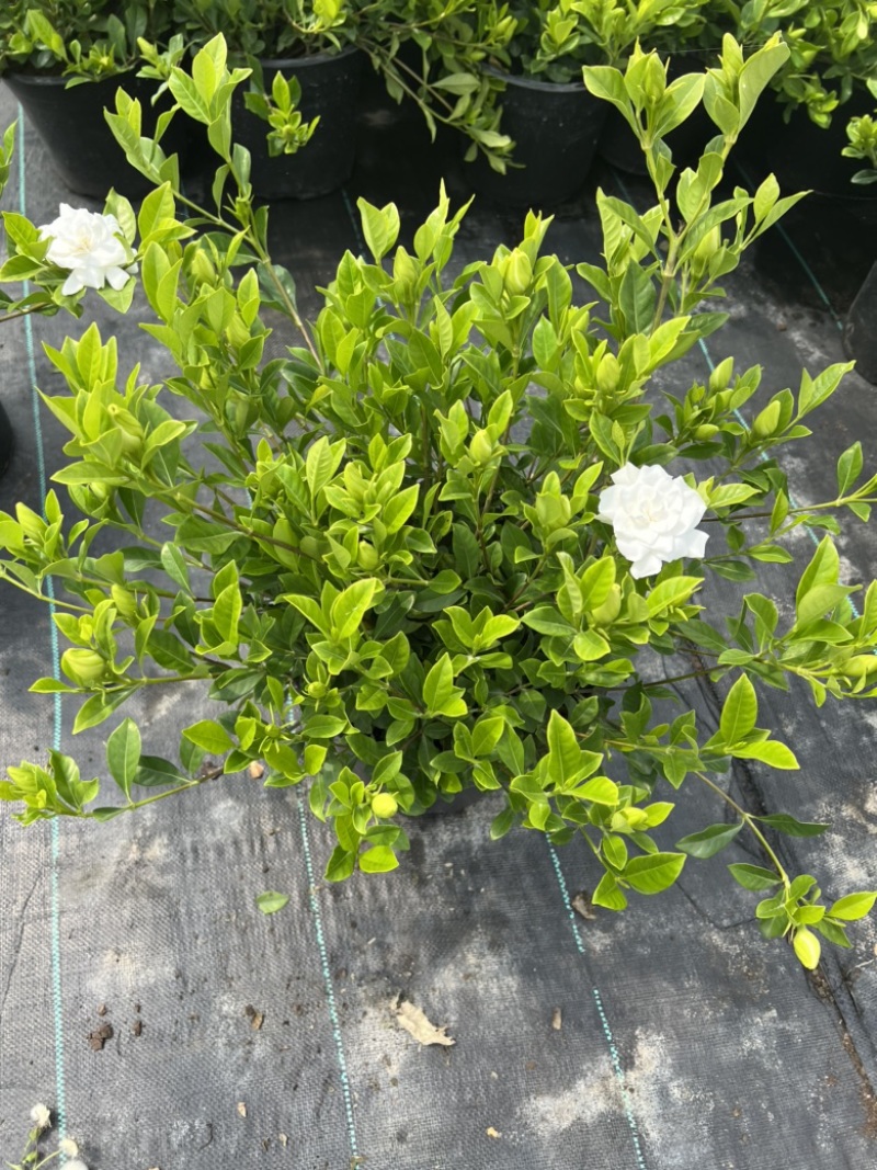 2加仑栀子花基地大量生产量大私聊