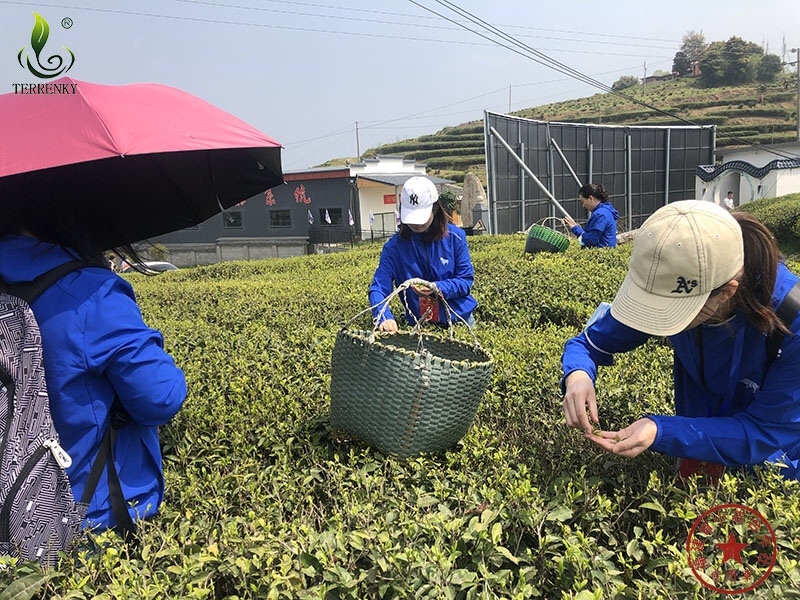 福建安溪铁观音清香型正味茶叶散装批发乌龙茶