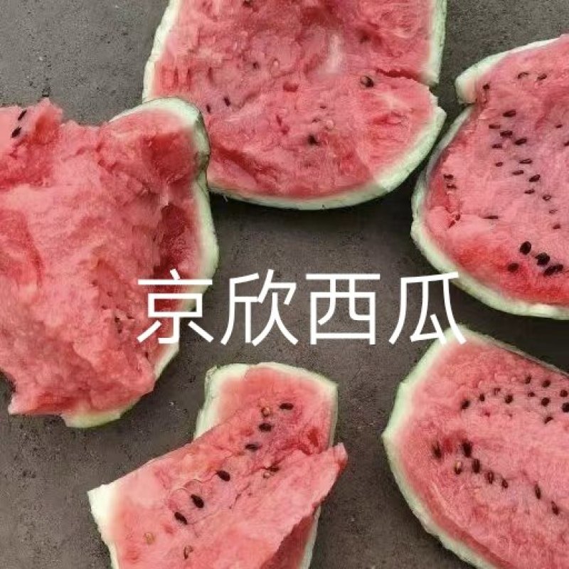 京欣西瓜8424西瓜产地代发代收全国西瓜小石保证