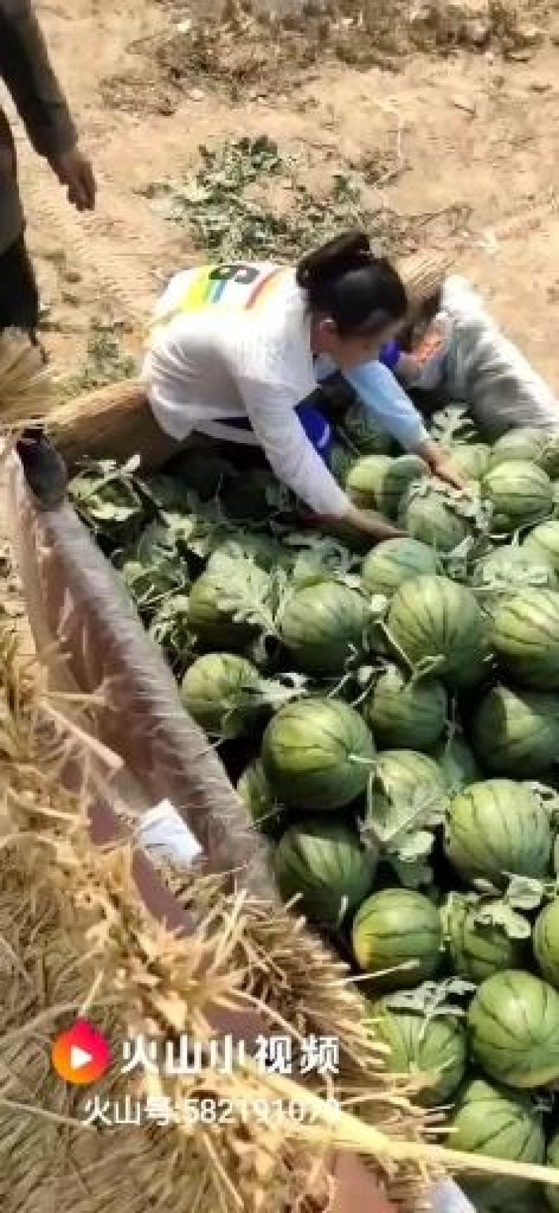 京欣西瓜8424西瓜产地代发代收全国西瓜小石保证