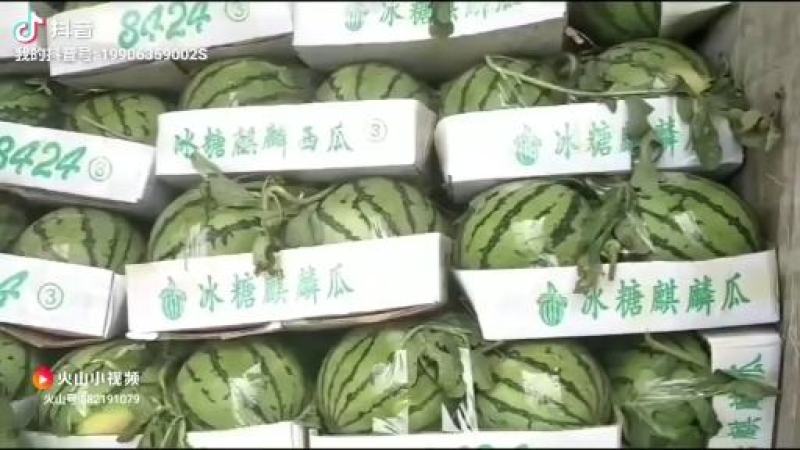 京欣西瓜8424西瓜产地代发代收全国西瓜小石保证