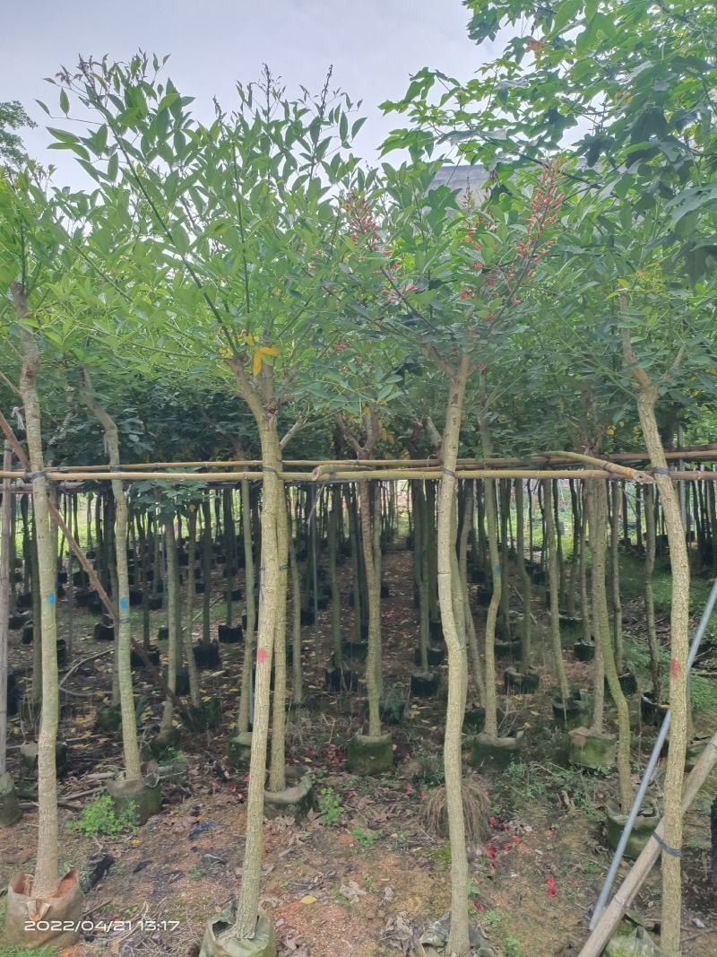 鸡冠刺桐，5～10分，低价出售，一手货源