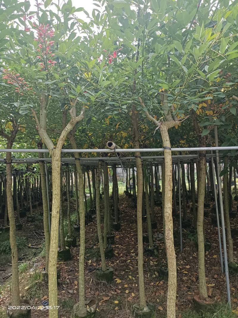 鸡冠刺桐，5～10分，低价出售，一手货源