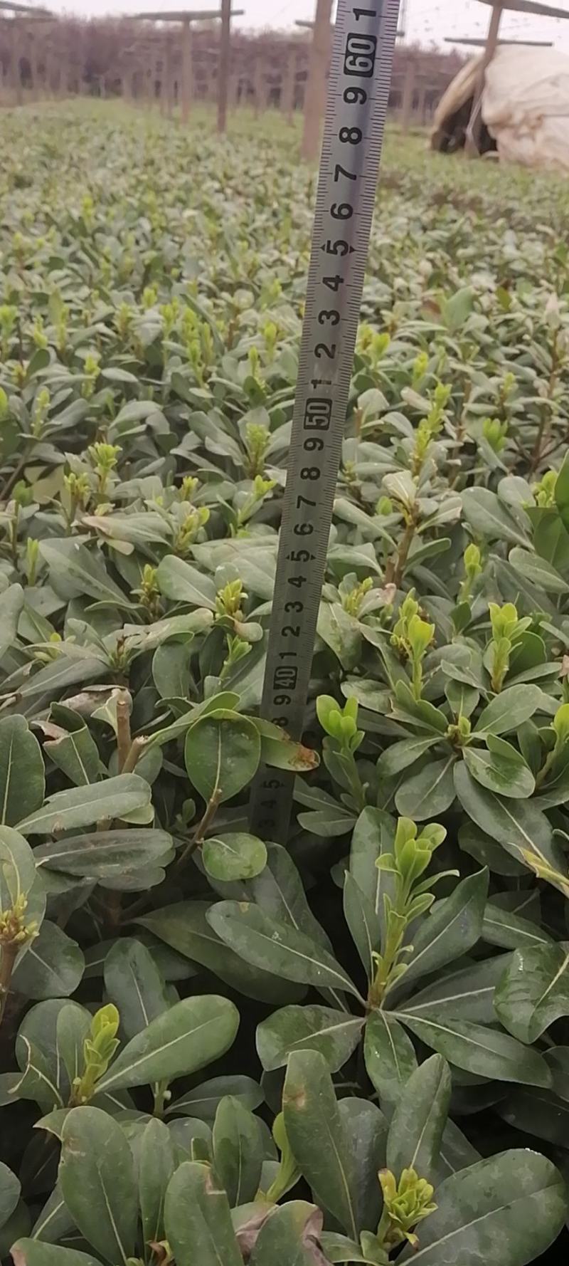 海桐杯苗，绿篱苗，小毛球，