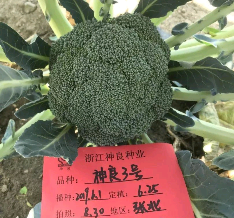 神良1号2号3号马尼拉神良系列菜花种子