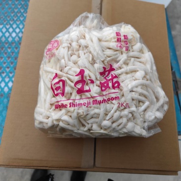 散白玉菇