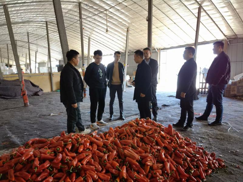 精品大红椒，泡椒欢迎采购代收各种精品寿光货，根茎类，茄果