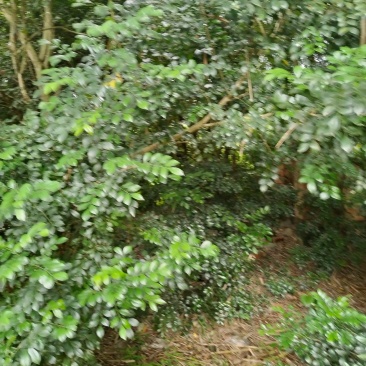 风扇叶，九里香叶，用于泡澡，治疗中药