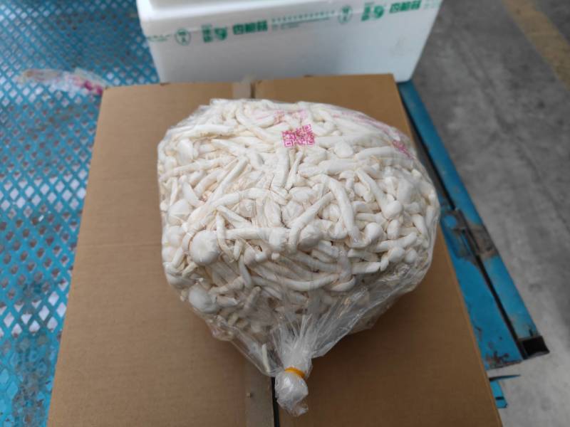 散白玉菇