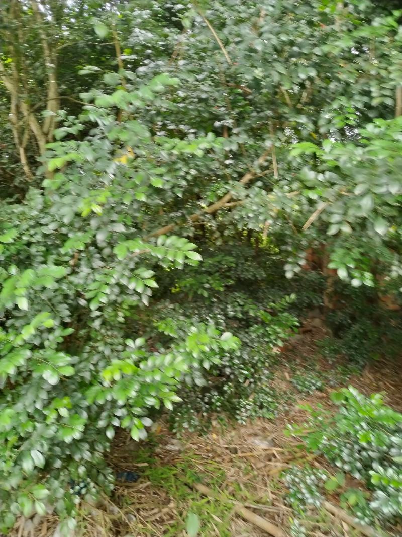风扇叶，九里香叶，用于泡澡，治疗中药