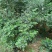 风扇叶，九里香叶，用于泡澡，治疗中药
