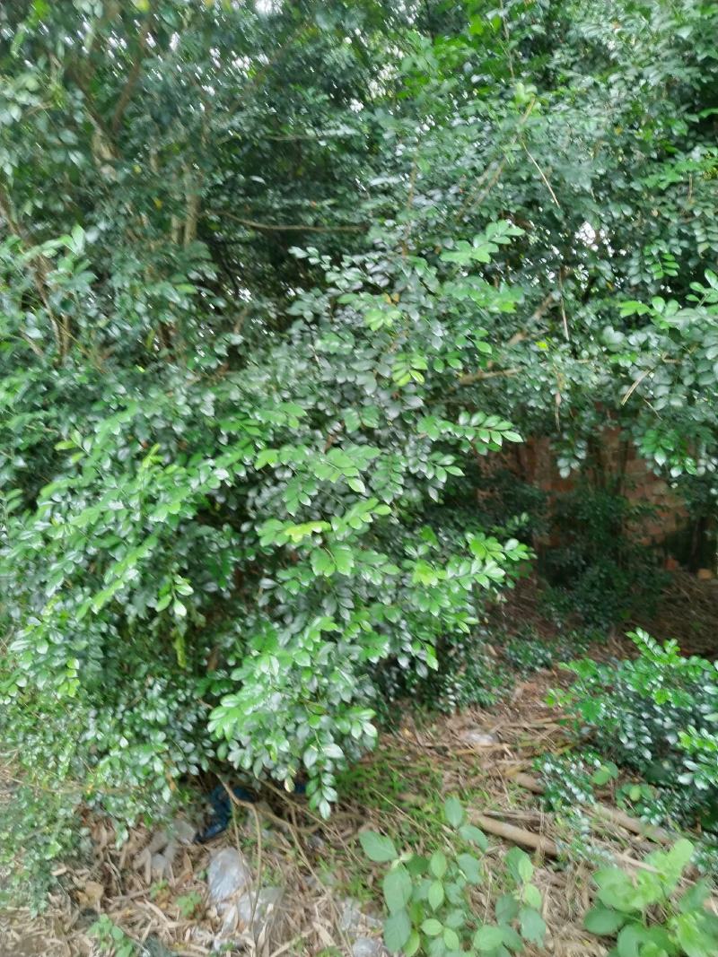 风扇叶，九里香叶，用于泡澡，治疗中药