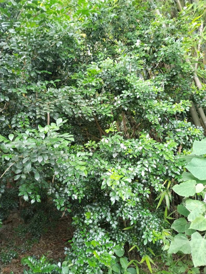 风扇叶，九里香叶，用于泡澡，治疗中药