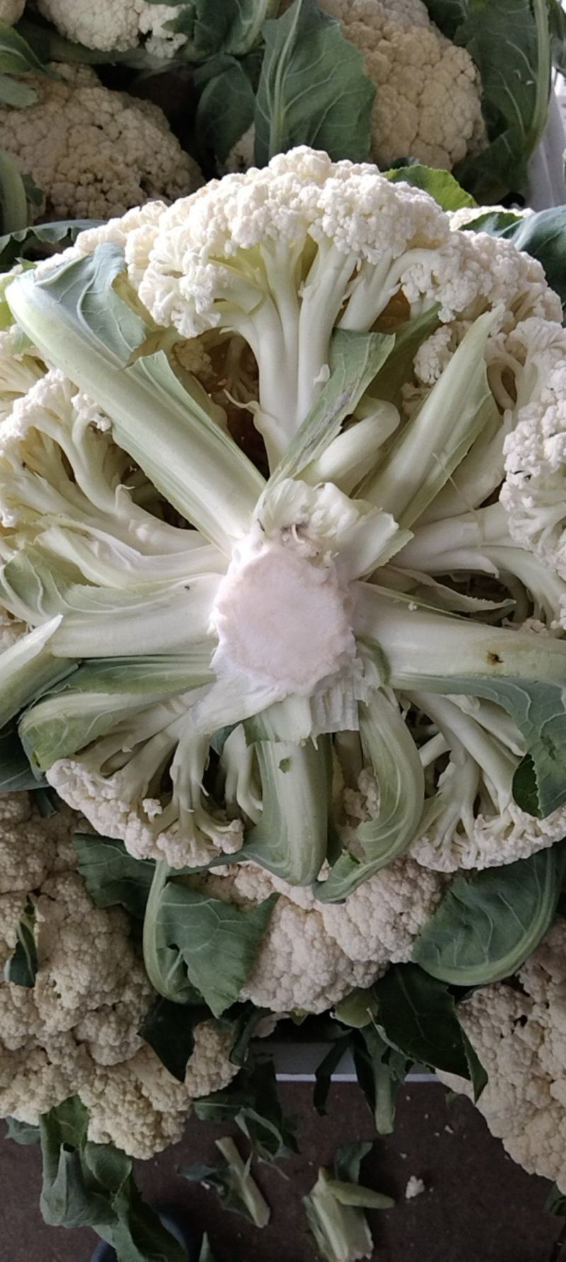 湖北省天门市有机花菜大量上市中需要的老板联系望长期合作。