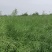 自产自销大量出售油菜籽，出油率高，欢迎各位老板前来采购。